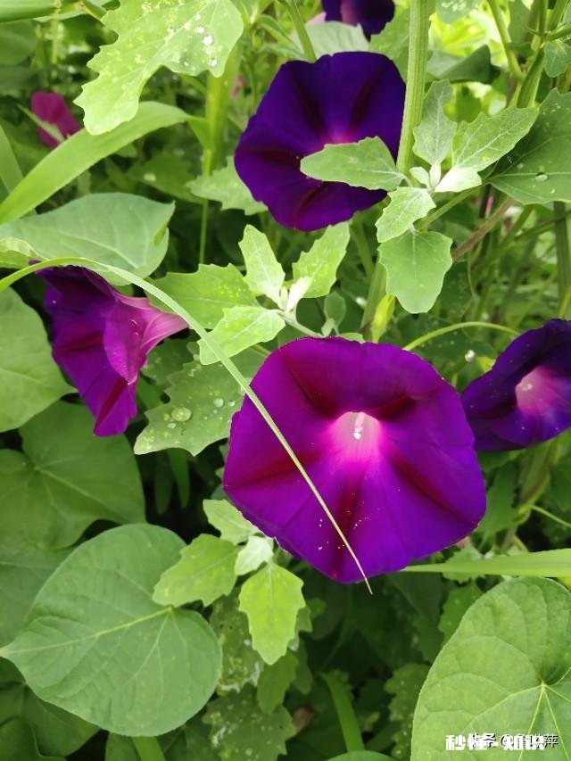 退休的“退友”们，愿意把你们退休后的快乐生活和体会分享一下吗