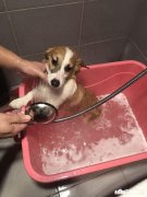 宠物狗怎么在家洗澡