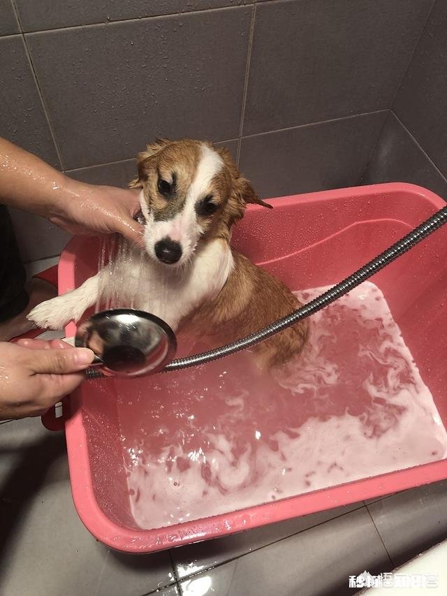 宠物狗怎么在家洗澡