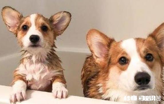 宠物狗怎么在家洗澡