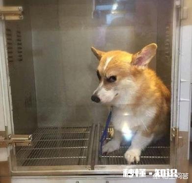 宠物狗怎么在家洗澡