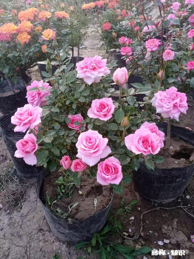 这个是什么品种的月季