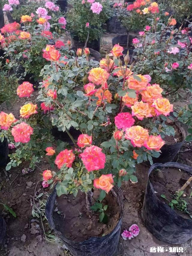 这个是什么品种的月季