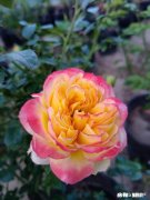 这个是什么品种的月季