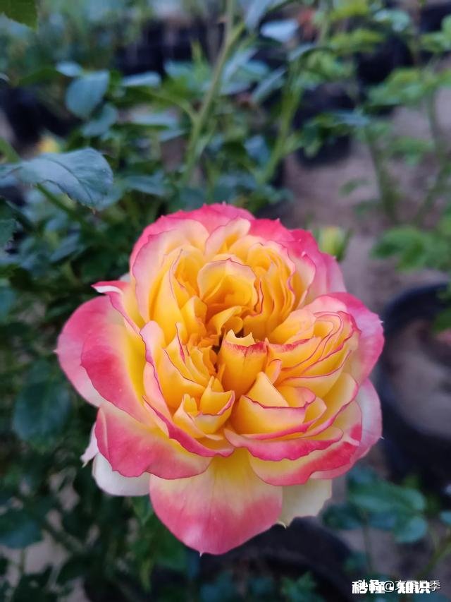 这个是什么品种的月季