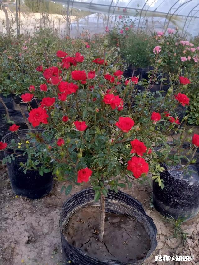 这个是什么品种的月季