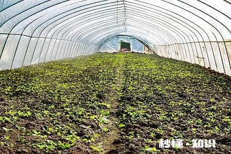 农村孩子,在家没啥事儿!有一辆轿车不跑滴滴,还可以干啥嘞