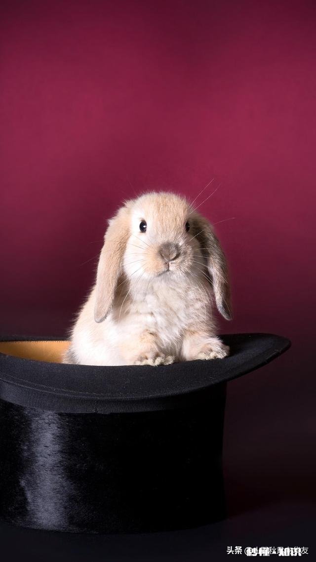 农村孩子,在家没啥事儿!有一辆轿车不跑滴滴,还可以干啥嘞