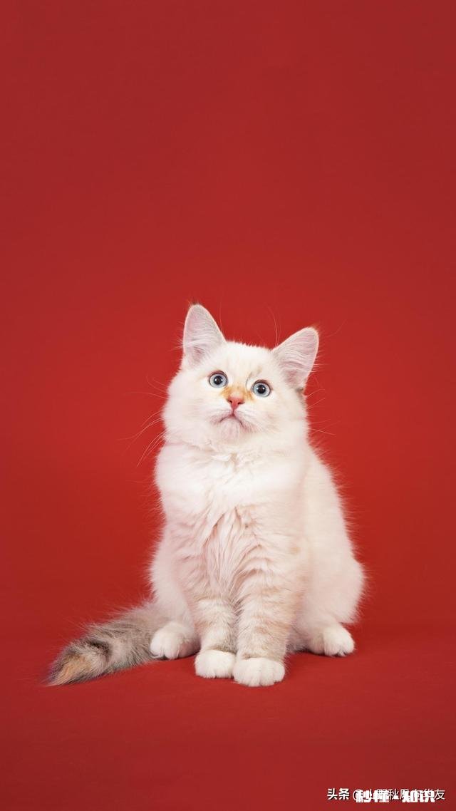 农村孩子,在家没啥事儿!有一辆轿车不跑滴滴,还可以干啥嘞