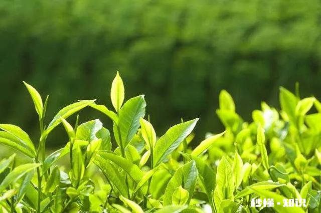 以茶为主题创作什么内容比较吸引人