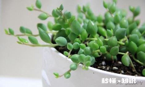 为什么多肉单拍都很美，拍全景却很少感觉有美感呢