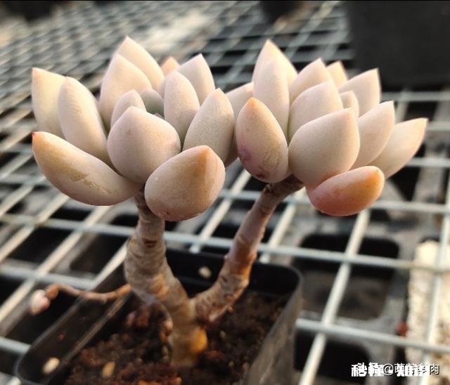 为什么多肉单拍都很美，拍全景却很少感觉有美感呢