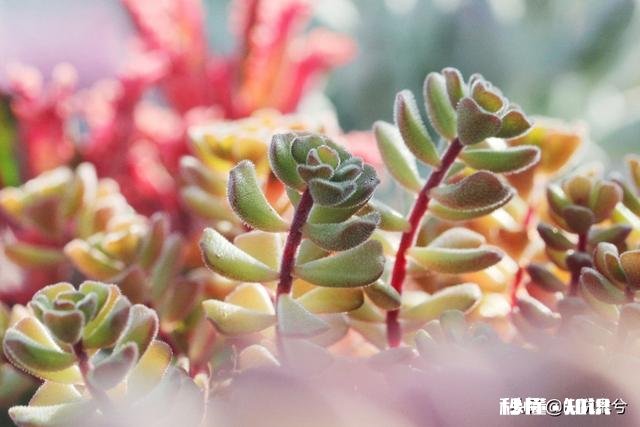 为什么多肉单拍都很美，拍全景却很少感觉有美感呢