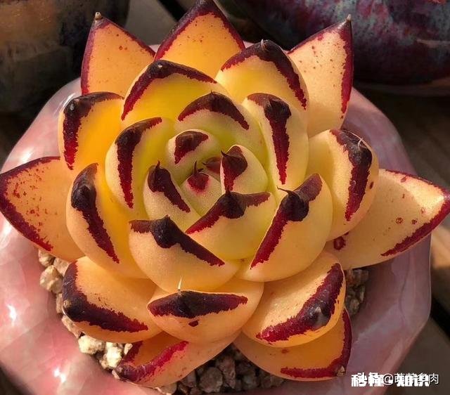 为什么多肉单拍都很美，拍全景却很少感觉有美感呢