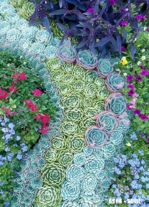 为什么多肉单拍都很美，拍全景却很少感觉有美感呢