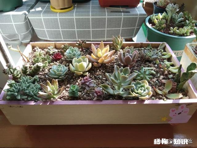 为什么多肉单拍都很美，拍全景却很少感觉有美感呢