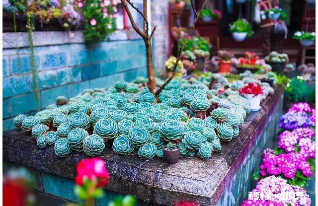 为什么多肉单拍都很美，拍全景却很少感觉有美感呢