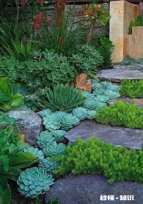 为什么多肉单拍都很美，拍全景却很少感觉有美感呢