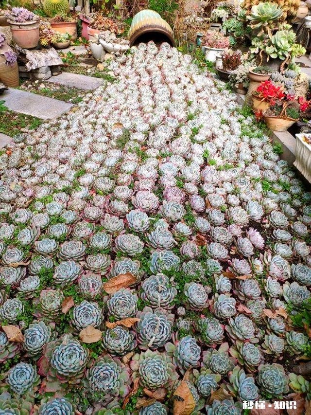 为什么多肉单拍都很美，拍全景却很少感觉有美感呢