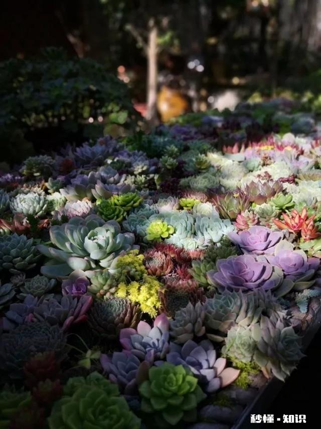 为什么多肉单拍都很美，拍全景却很少感觉有美感呢