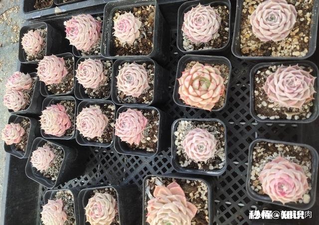 为什么多肉单拍都很美，拍全景却很少感觉有美感呢