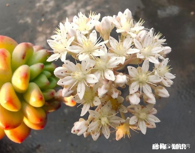 为什么多肉单拍都很美，拍全景却很少感觉有美感呢