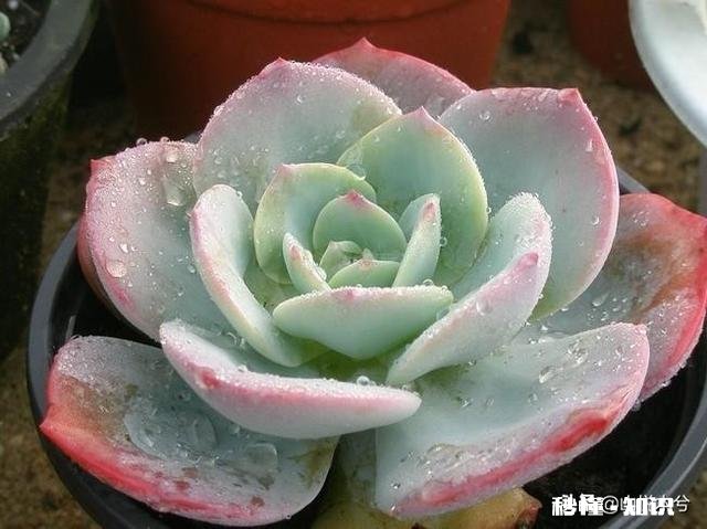 为什么多肉单拍都很美，拍全景却很少感觉有美感呢