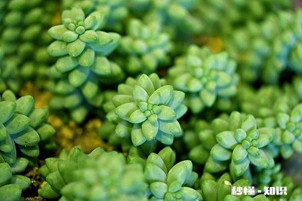 为什么多肉单拍都很美，拍全景却很少感觉有美感呢