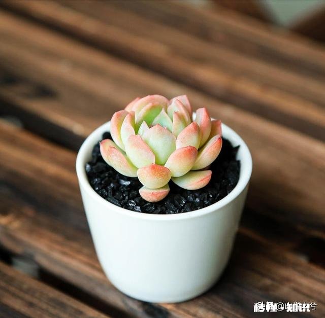 为什么多肉单拍都很美，拍全景却很少感觉有美感呢