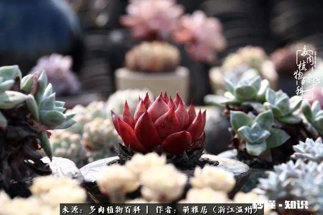 为什么多肉单拍都很美，拍全景却很少感觉有美感呢