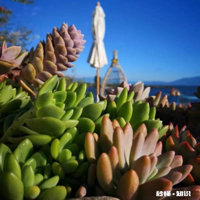 为什么多肉单拍都很美，拍全景却很少感觉有美感呢