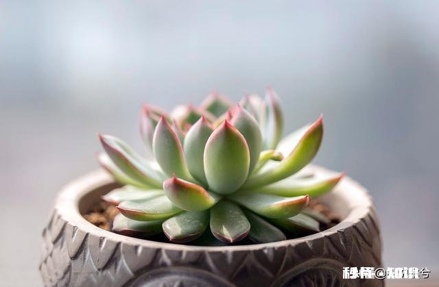 为什么多肉单拍都很美，拍全景却很少感觉有美感呢