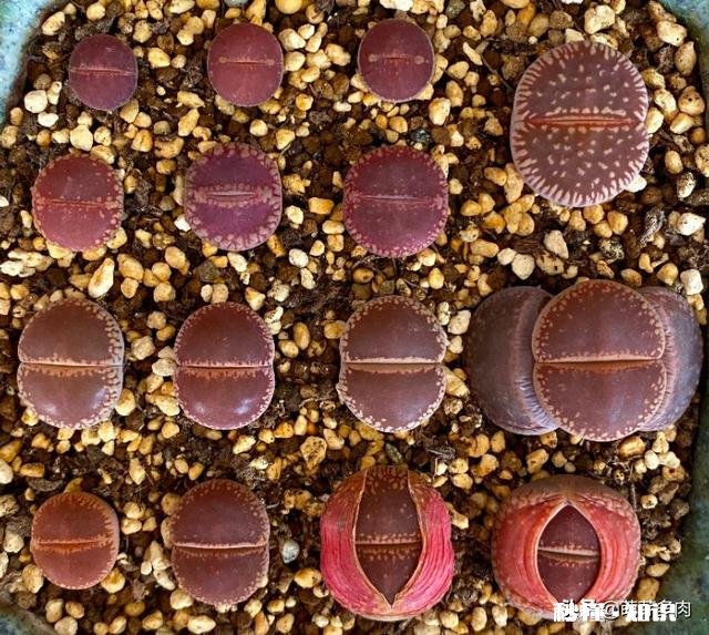 为什么多肉单拍都很美，拍全景却很少感觉有美感呢