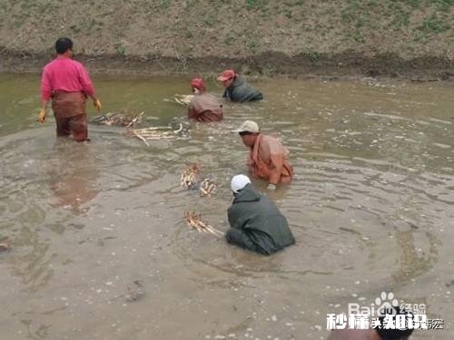 荷花杯苗怎么在湖里栽植