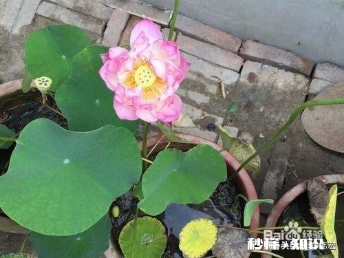 荷花杯苗怎么在湖里栽植