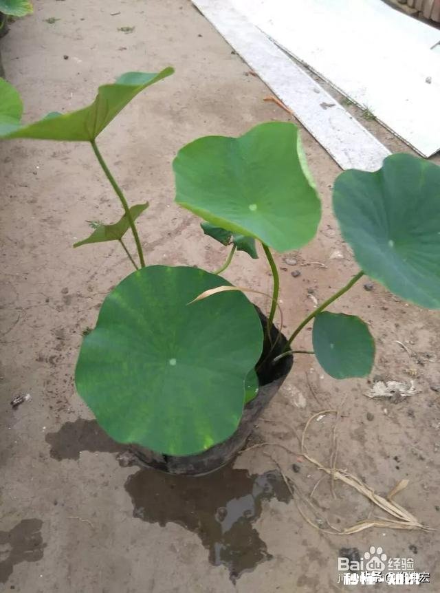 荷花杯苗怎么在湖里栽植