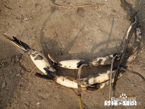 荷花杯苗怎么在湖里栽植