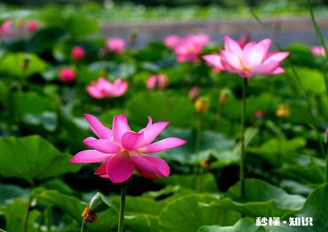 荷花杯苗怎么在湖里栽植