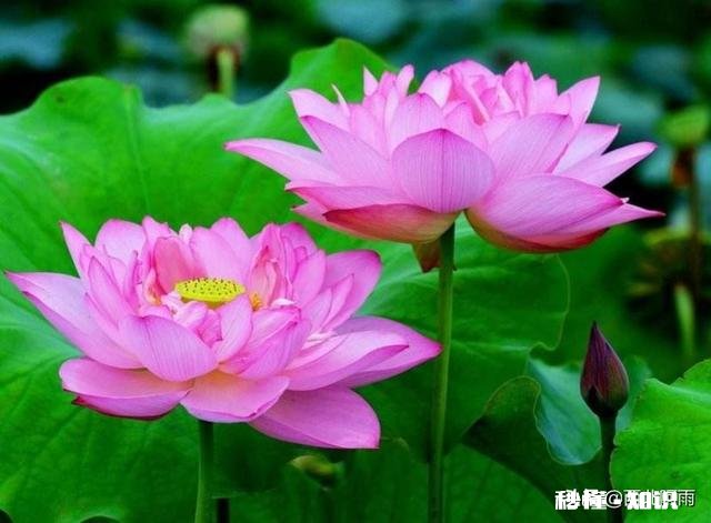 荷花杯苗怎么在湖里栽植