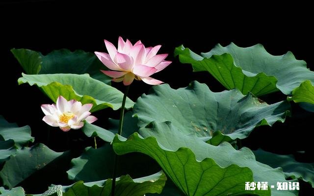 荷花杯苗怎么在湖里栽植