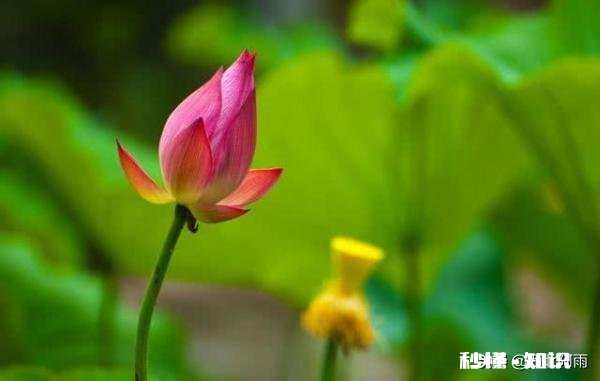 荷花杯苗怎么在湖里栽植