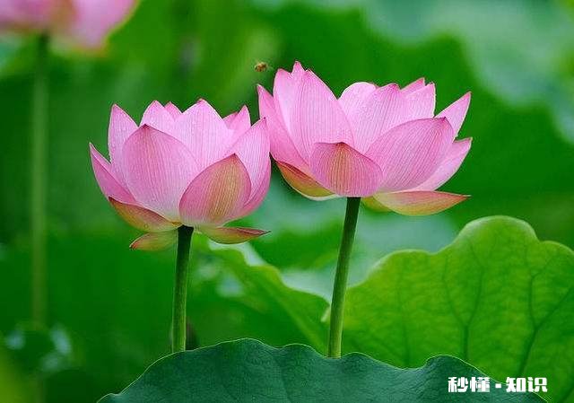 荷花杯苗怎么在湖里栽植