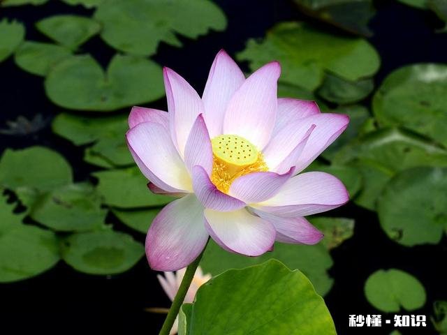 荷花杯苗怎么在湖里栽植