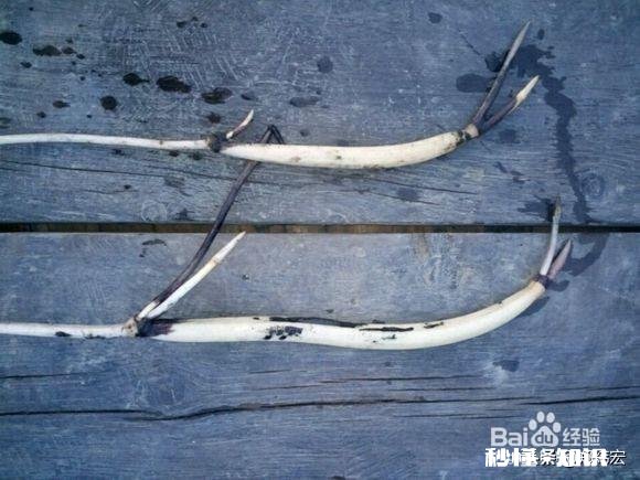 荷花杯苗怎么在湖里栽植