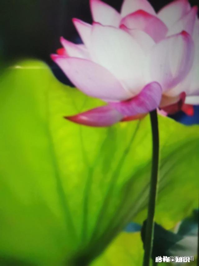 荷花杯苗怎么在湖里栽植