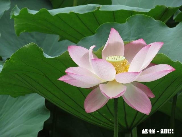 荷花杯苗怎么在湖里栽植