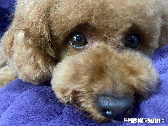 怀孕后，你们把狗狗送走了吗