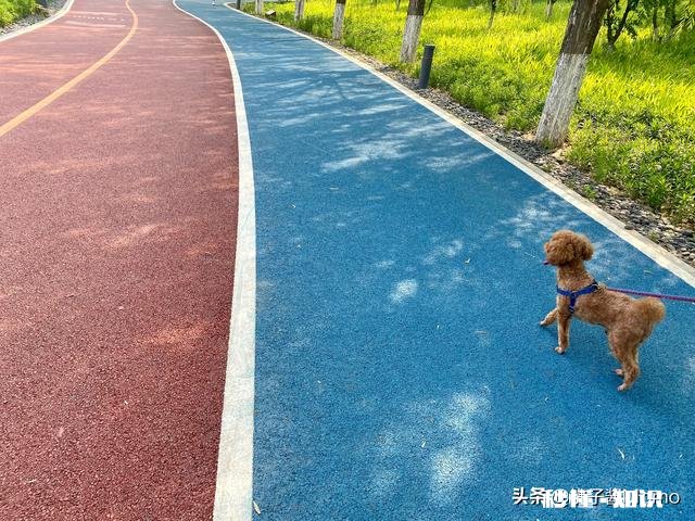 怀孕后，你们把狗狗送走了吗