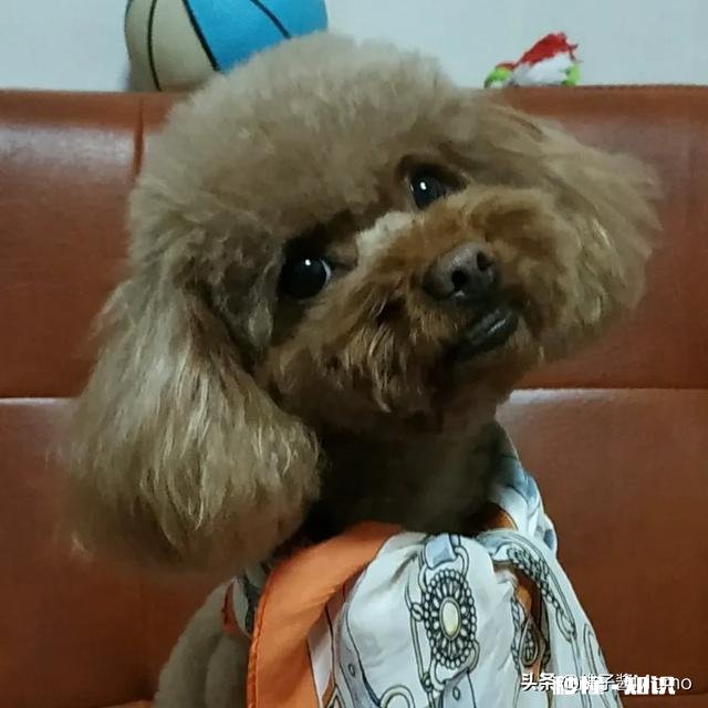 怀孕后，你们把狗狗送走了吗