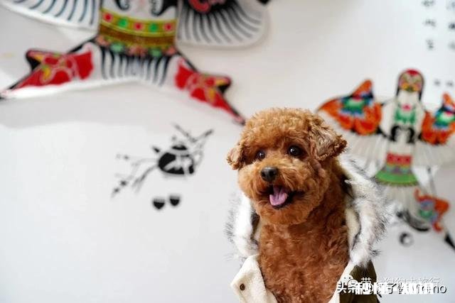 怀孕后，你们把狗狗送走了吗